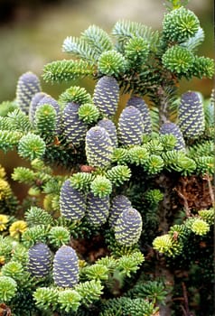 Koreatanne, Tanne, Abies koreana