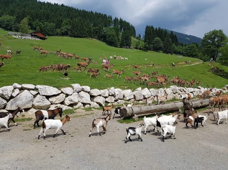 Wildfuetterung, Rothirsch, Cervus elaphus, Hirsch, Sikahirsch, Sikawild, Sika, Cervus nippon, Ziegen