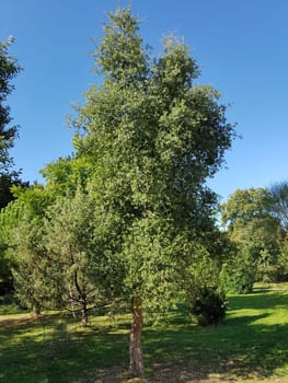 Korkeiche, Quercus suber, ist der Baum von dessen Rinde die Korken fuer Weinflaschen gemacht werden. Cork oak, Quercus suber, is the tree from whose bark the corks are made for wine bottles.