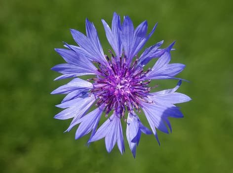 Kornblume Centaurea cyanus