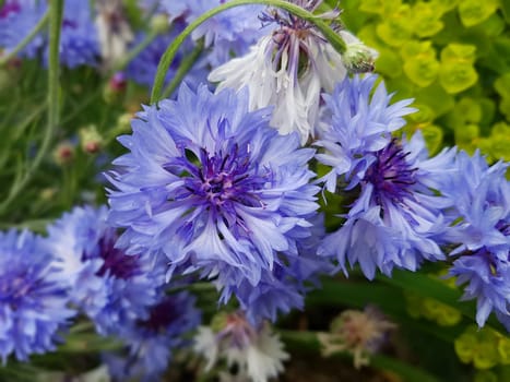 Kornblume Centaurea cyanus, Heilpflanze