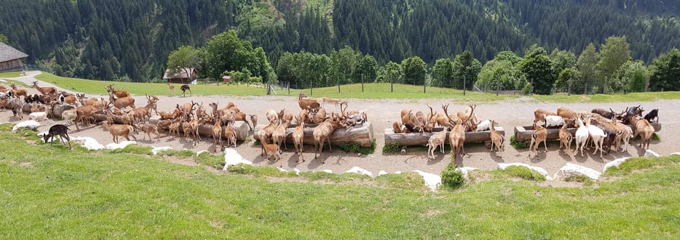 Wildfuetterung, Rothirsch, Cervus elaphus, Hirsch, Sikahirsch, Sikawild, Sika, Cervus nippon, Ziegen