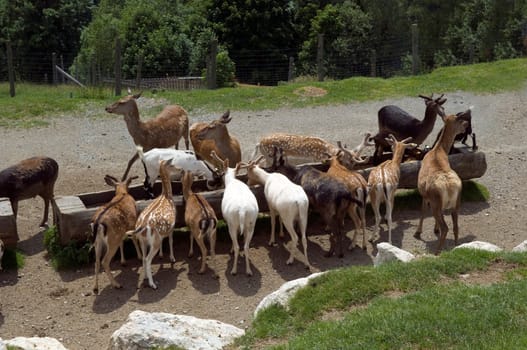 Wildfuetterung, Rothirsch, Cervus elaphus, Hirsch, Sikahirsch, Sikawild, Sika, Cervus nippon, Ziegen