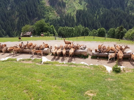 Wildfuetterung, Rothirsch, Cervus elaphus, Hirsch, Sikahirsch, Sikawild, Sika, Cervus nippon, Ziegen