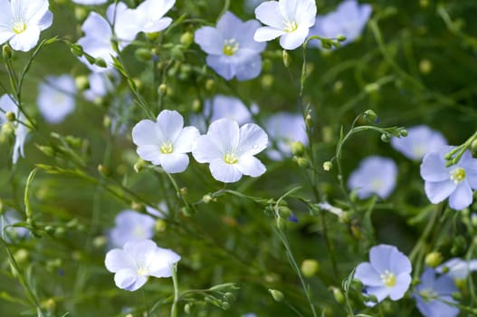 Wildlein Linum bienne