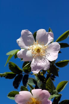 wildrose, Rosa canina