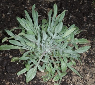 Kornblume Centaurea cyanus Keimling, Sproessling