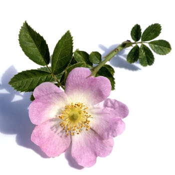 Rosa, canina, Wildrose