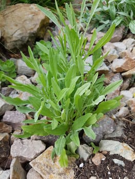 Kornblume Centaurea cyanus, Sproessling