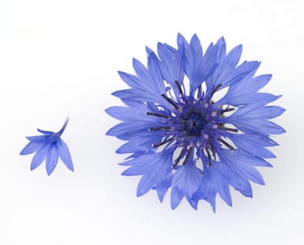Kornblume, Centaurea cyanus, Heilpflanzen