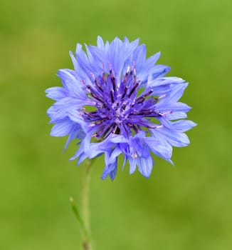 Kornblume, Centaurea, cyanus