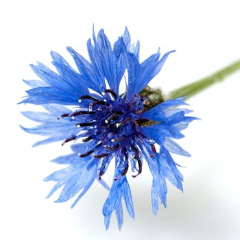 Kornblume Centaurea cyanus