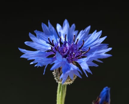 Kornblume, Centaurea cyanus, freigestellt, - Bei der Verwendung ausserhalb journalistischer Berichterstattung (z.B. Werbung etc.) bitte vorher mit dem Autor Kontakt aufnehmen..[CREDIT: Copyright - Manfred Ruckszio – Alfred-Delp-Strasse 17 – 65232 Taunusstein – phone +49-6128-23745 – m-ruckszio@web.de - Belegexemplar – Urhebervermerk - Bank: Postbank Frankfurt BLZ 50010060 Konto 165823607] [#0,26,121#].