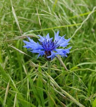 Kornblume Centaurea cyanus, Heilpflanze
