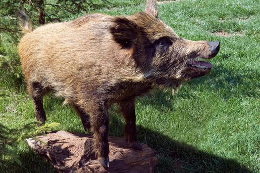 Wildschwein, Bache