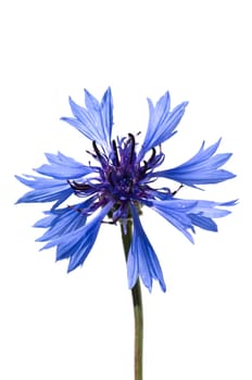 Kornblume Centaurea cyanus