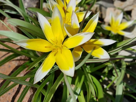 Wildtulpe Tulipa tarda