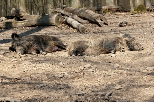 Wildschwein, Sus scrofa