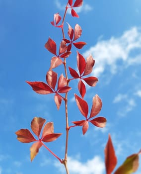 Wilder, Wein  Herbst, Parthenocissus quinquefolia