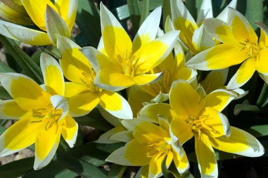 Wildtulpen  Tarda