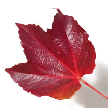 Weinblatt im Herbst