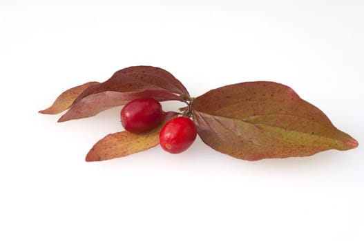 Kornelkirschen, Cornus mas