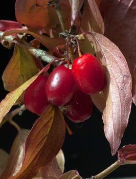 Kornelkirschen, Cornus mas