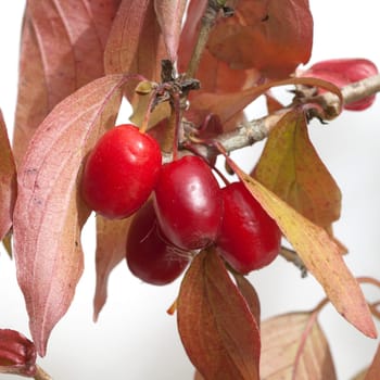 Kornelkirschen, Cornus mas