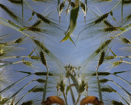 Triticale, Triticosecale, rimpauii, von unten