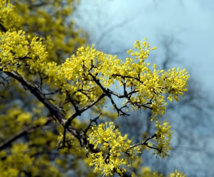 Kornelkirschenbluete, Kornelkirsche  Cornus mas