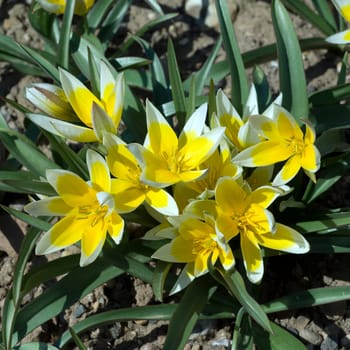 Wildtulpen  Tarda