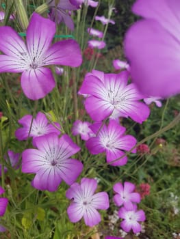 Kornrade  Agrostemma, githago  Unkraut, Heilpflanze