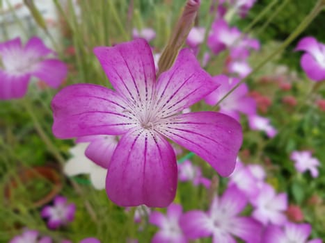 Kornrade  Agrostemma, githago, Heilpflanze