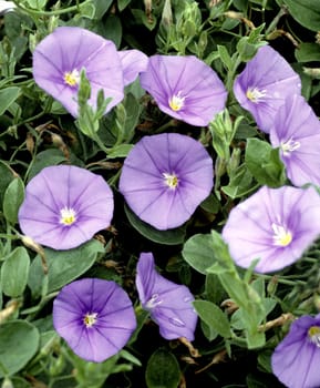 Winde  Convolvulus sabatius