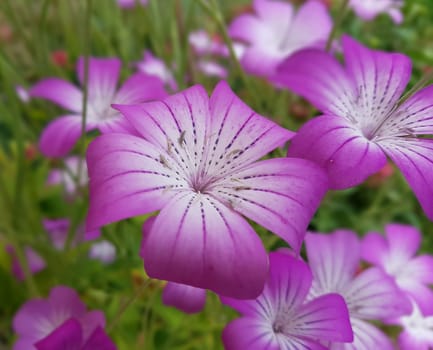 Kornrade  Agrostemma, githago, Heilpflanze