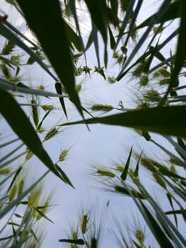 Triticale, Triticosecale, rimpauii, von unten
