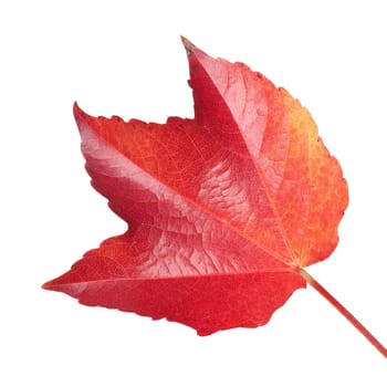 Weinblatt im Herbst