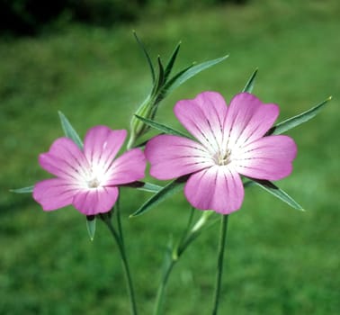 Kornrade  Agrostemma githago