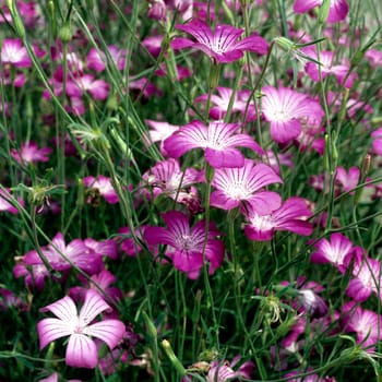 Kornrade  Agrostemma githago