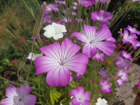 Kornrade  Agrostemma, githago  Unkraut, Heilpflanze