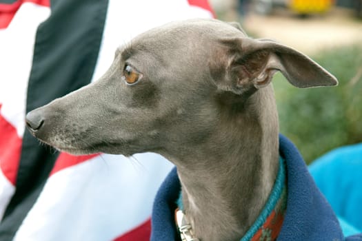 Greyhound, Windhund