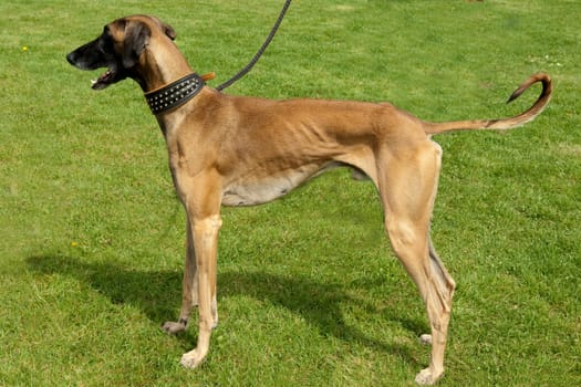 Whippet, Windhund