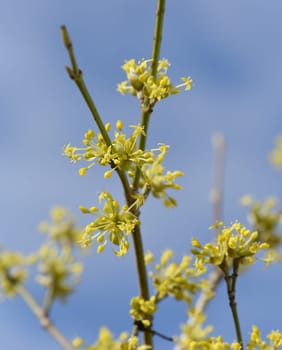 Kornelkirsche, Cornus mas, ist Busch mit gelben Blueten der im spaeten Winter blueht. Cornelian cherry, Cornus mas, is a bush with yellow flowers that blooms in late winter.
