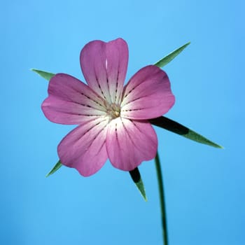 Kornrade  Agrostemma githago