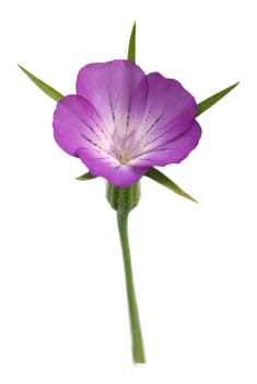 Kornrade  Agrostemma, githago