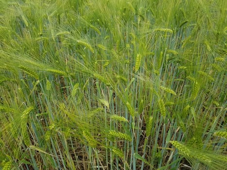 Triticale, Wintertriticale, Triticosecale, rimpauii