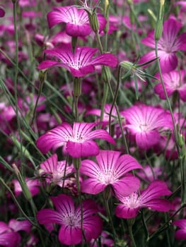 Kornrade  Agrostemma githago