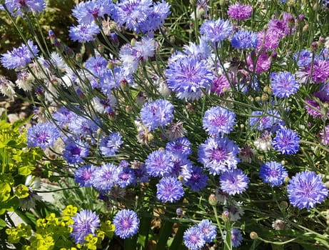 Kornblume  Centaurea  cyanus  Ackerpflanze, Heilpflanze