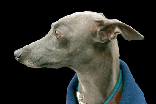 Greyhound, Windhund