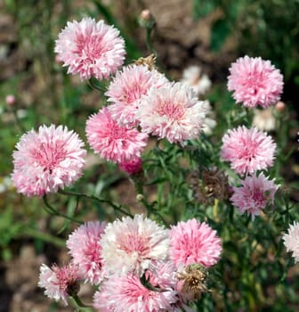 Kornblume  Centaurea cyanus